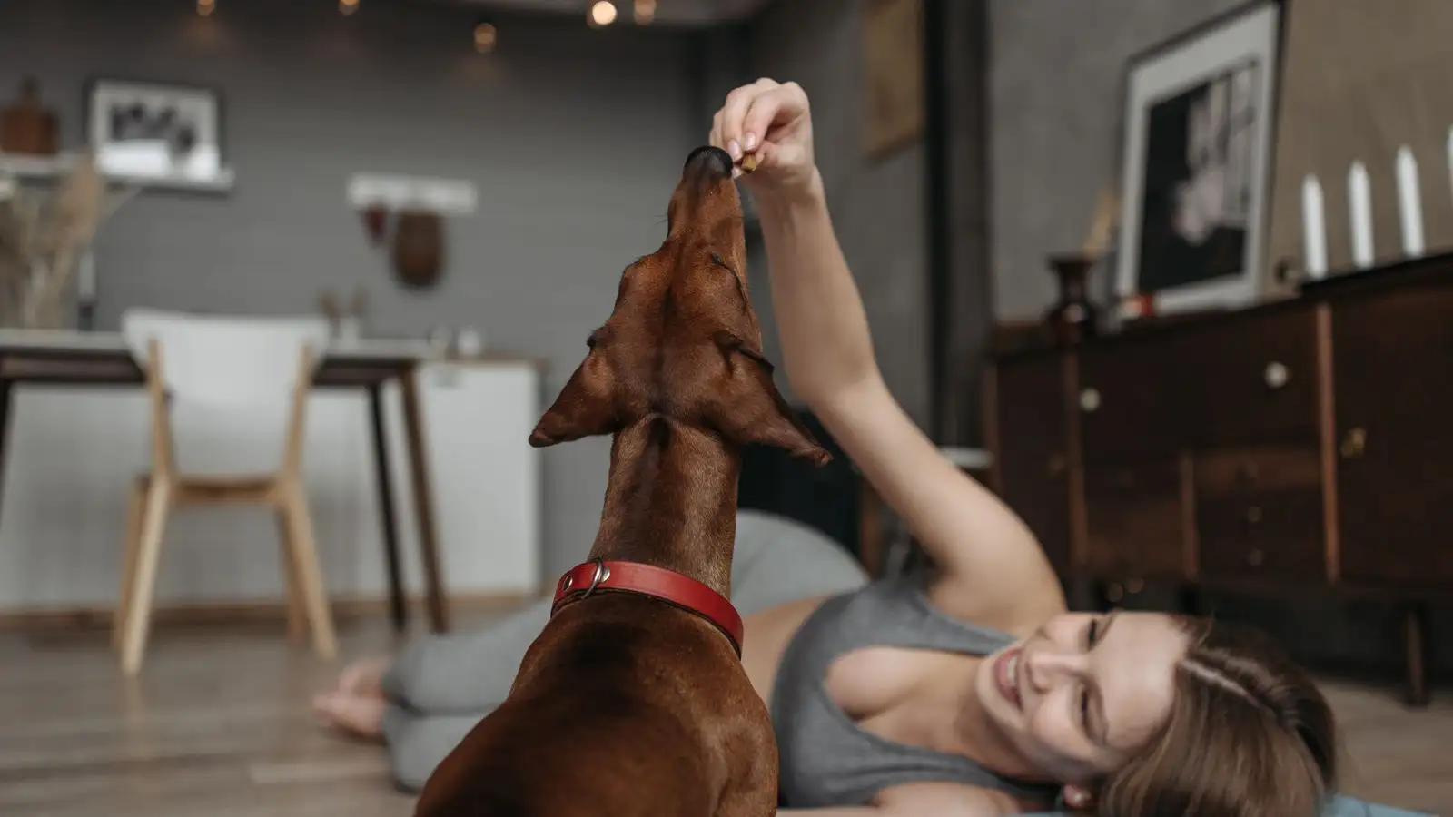 Seu cão acha o petisco? Como subir a dificuldade do procura