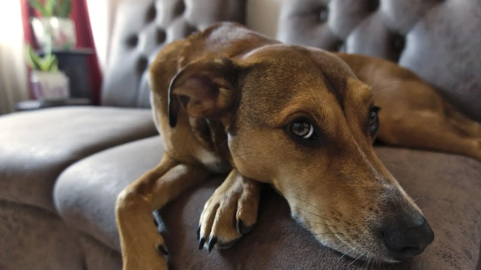 Seu cão pode aprender a ficar sozinho em casa sem pânico