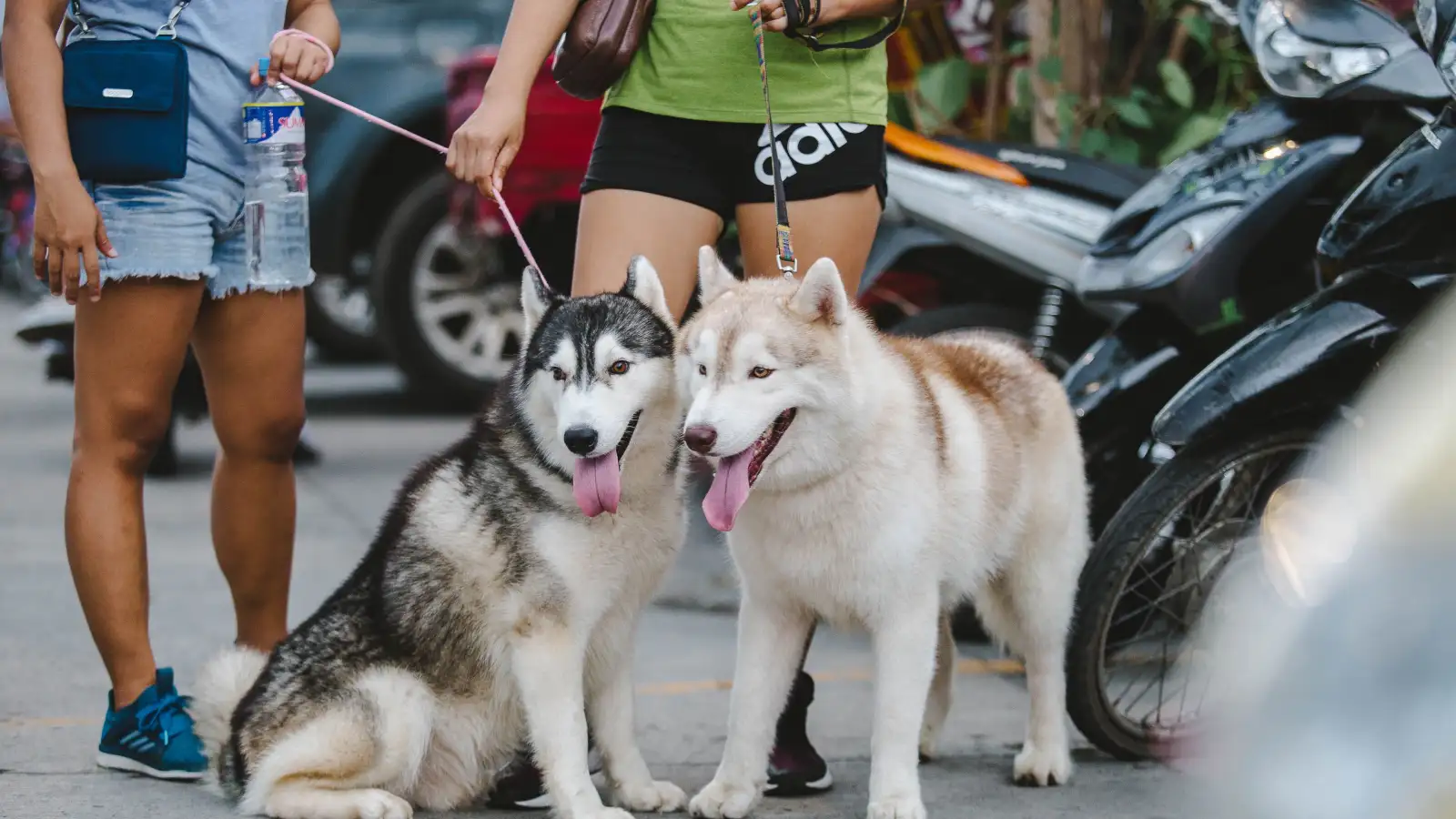 Seu cão só faz xixi na rua? O plano B para dias de calor