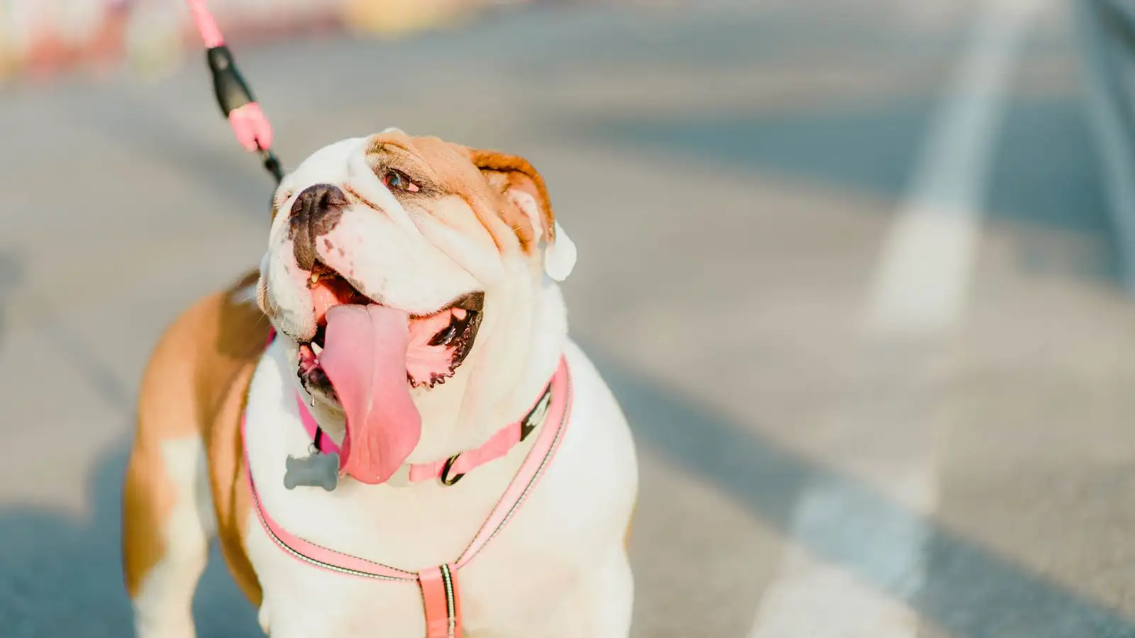 Deixar o cão puxar no passeio curto custa caro depois