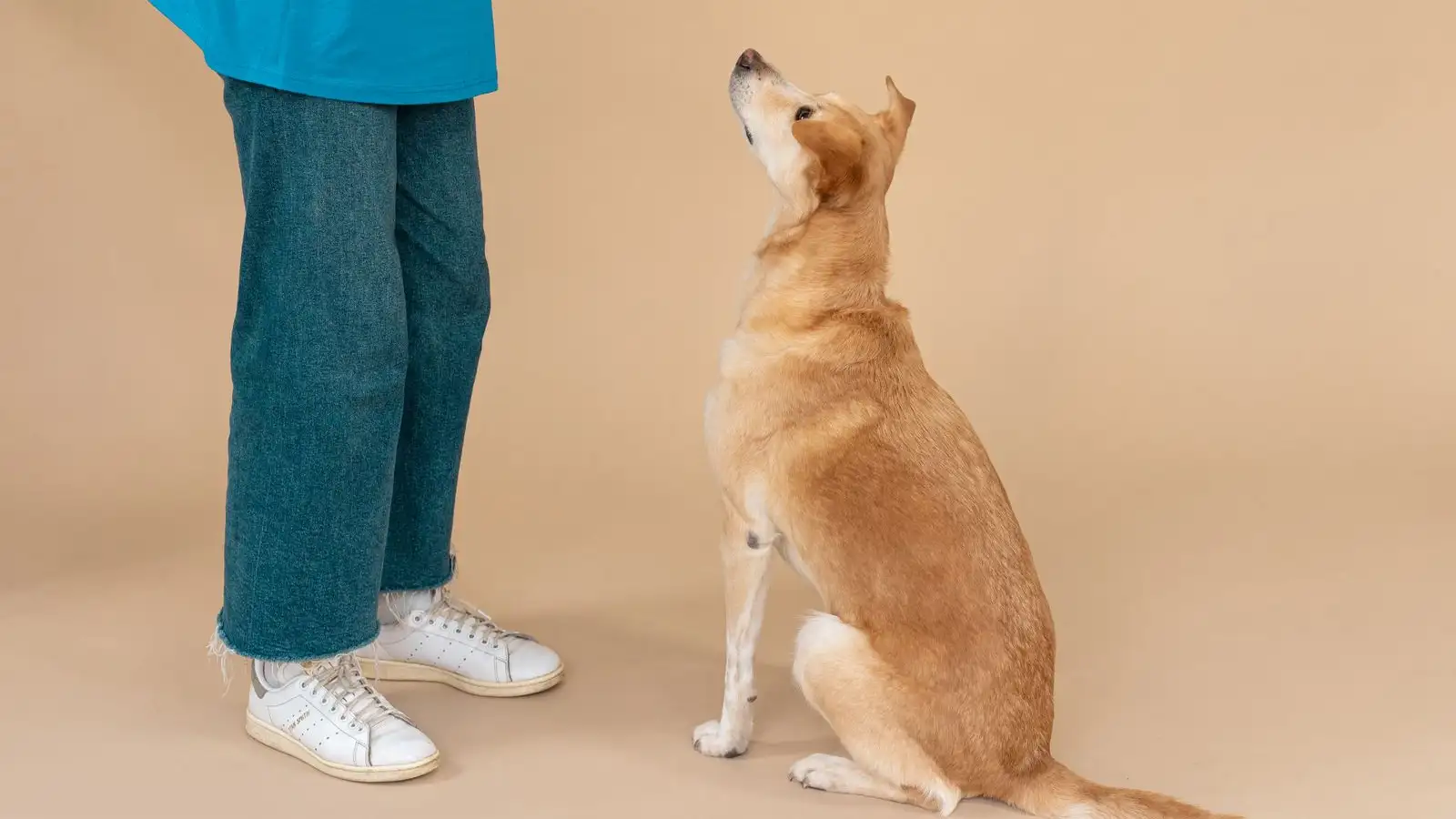 O cão pode viajar quieto, mas a ordem dos treinos decide