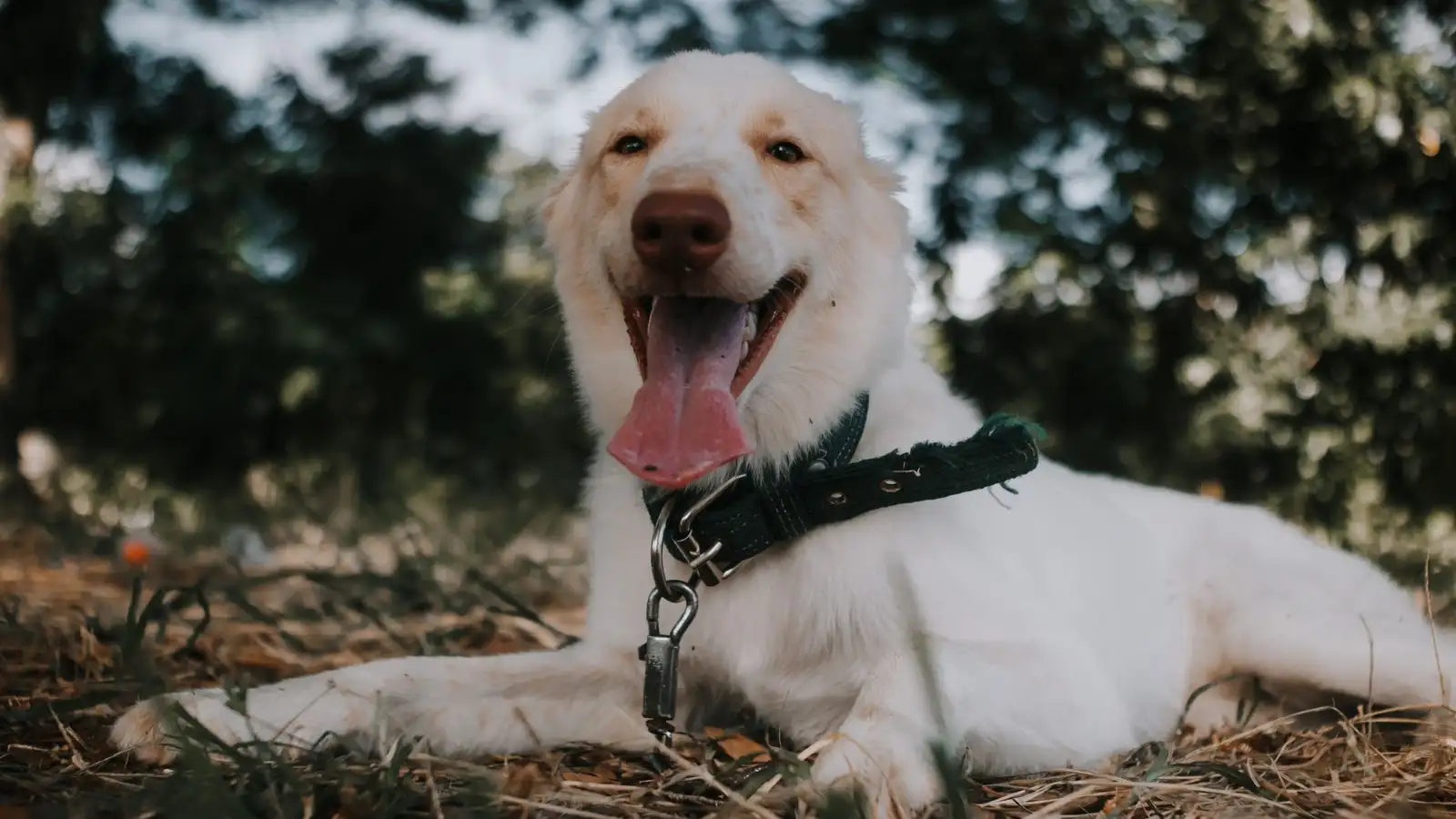 Por que grama e sombra mudam o passeio do seu cão no calor