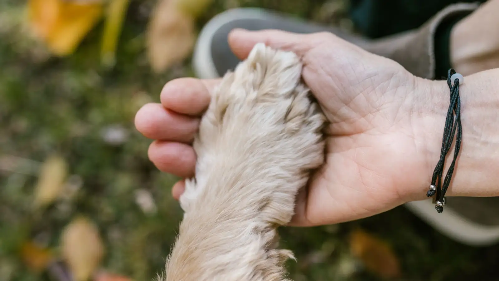 Faça o teste da mão antes de sair e poupe as patas do cão