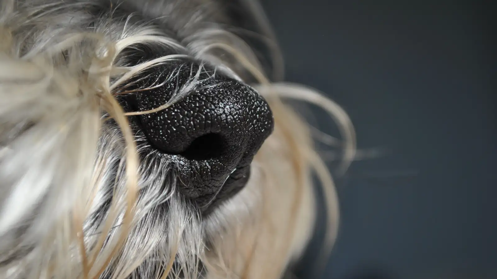 Deixar o cão farejar o passeio inteiro cansa mais que correr