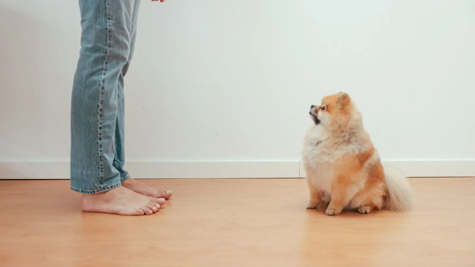 Mija de emoção quando a visita chega? Mude a chegada