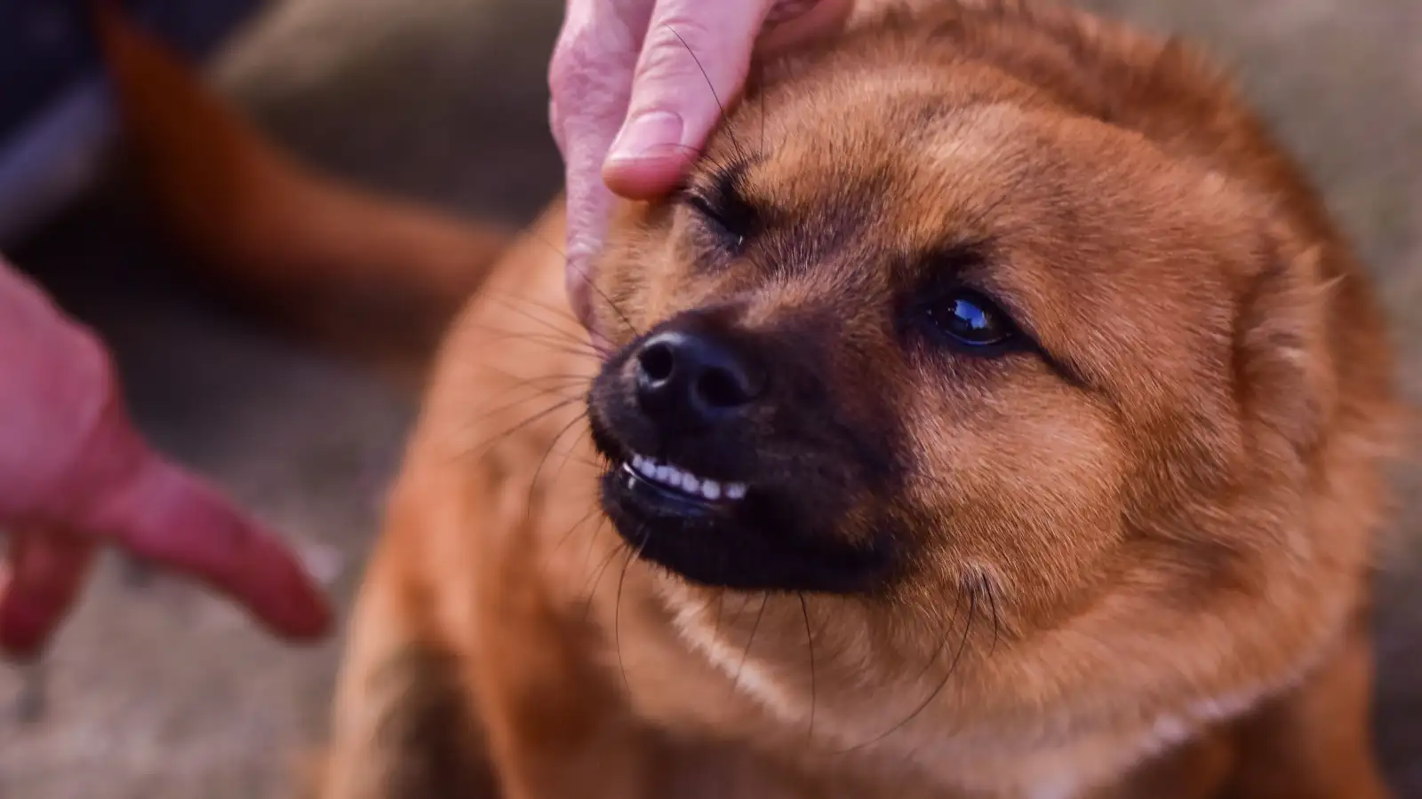 Punir o cachorro quando ele vem destrói o chamado dele