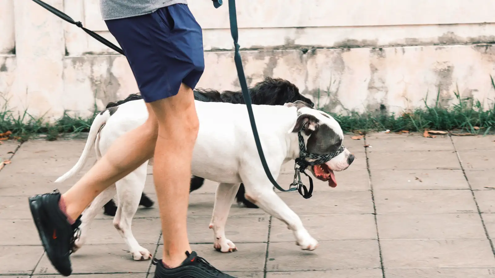 Chamado na rua: o risco de não treinar com guia longa