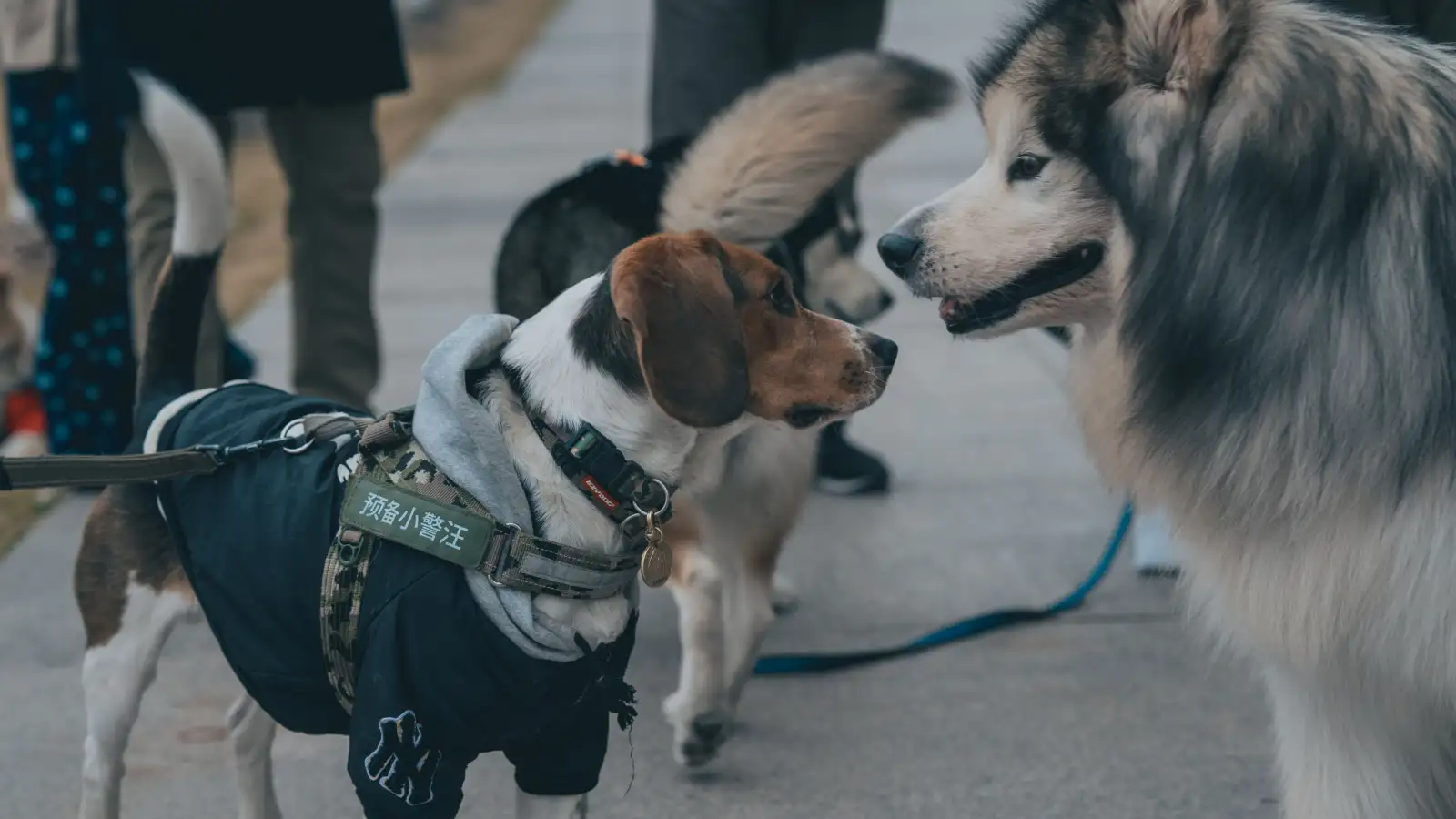 Rotina para o cão que faz xixi no elevador do prédio