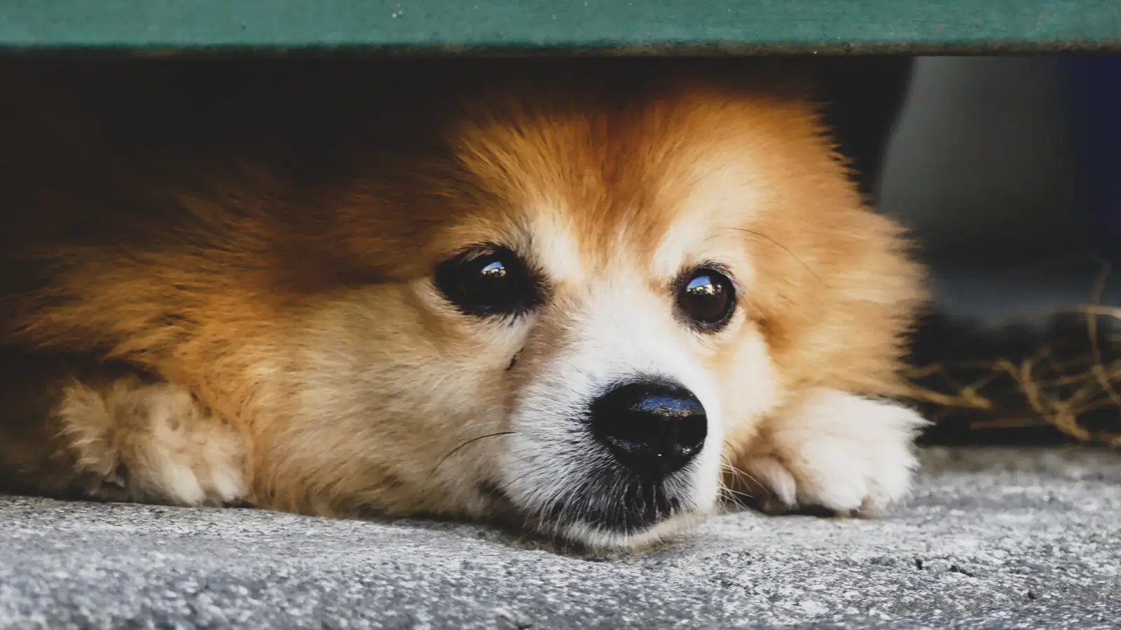 Farejamento e rotina para acalmar seu cão com medo de fogos