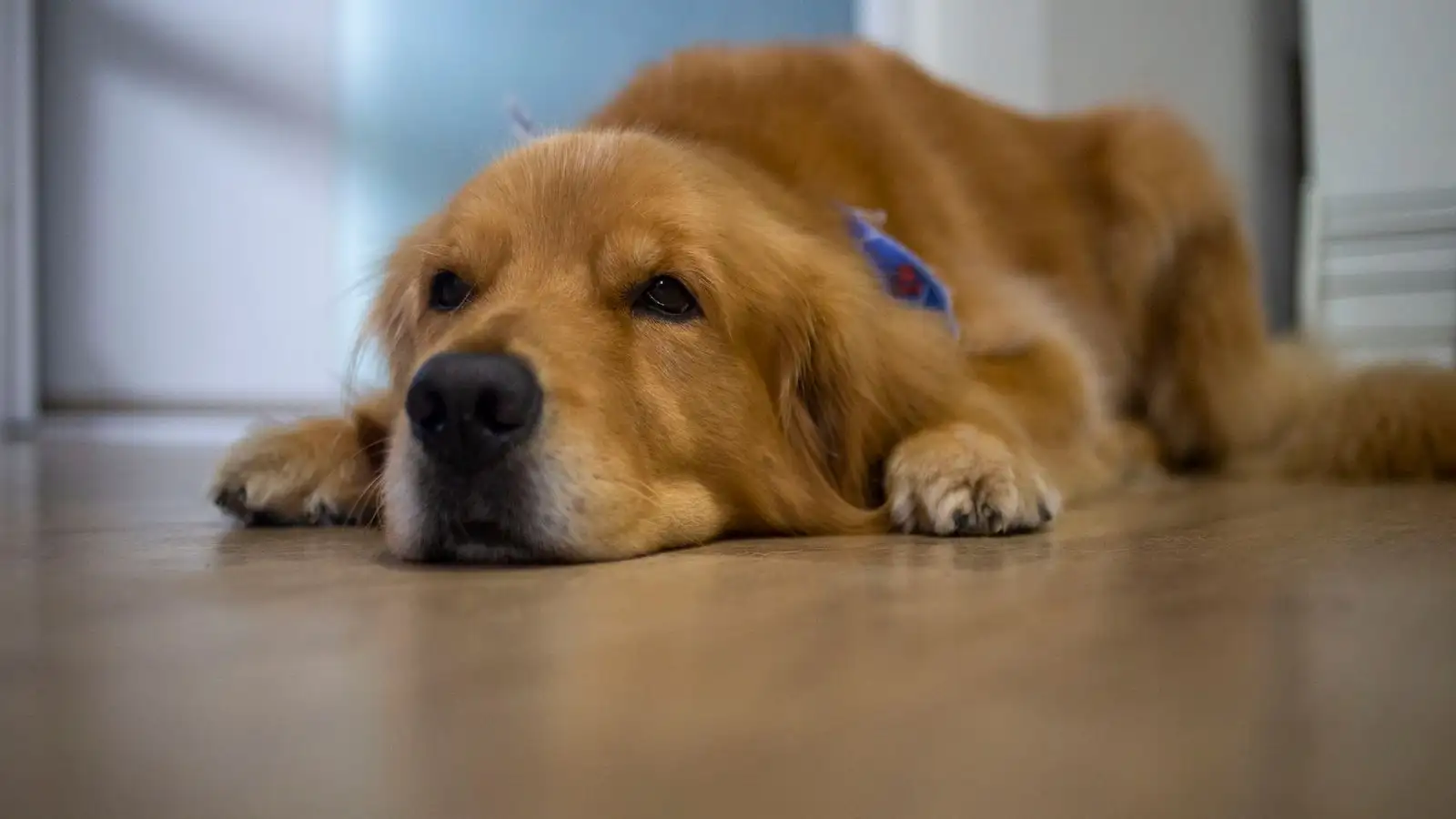 É ansiedade de separação ou o cão só ficou entediado?