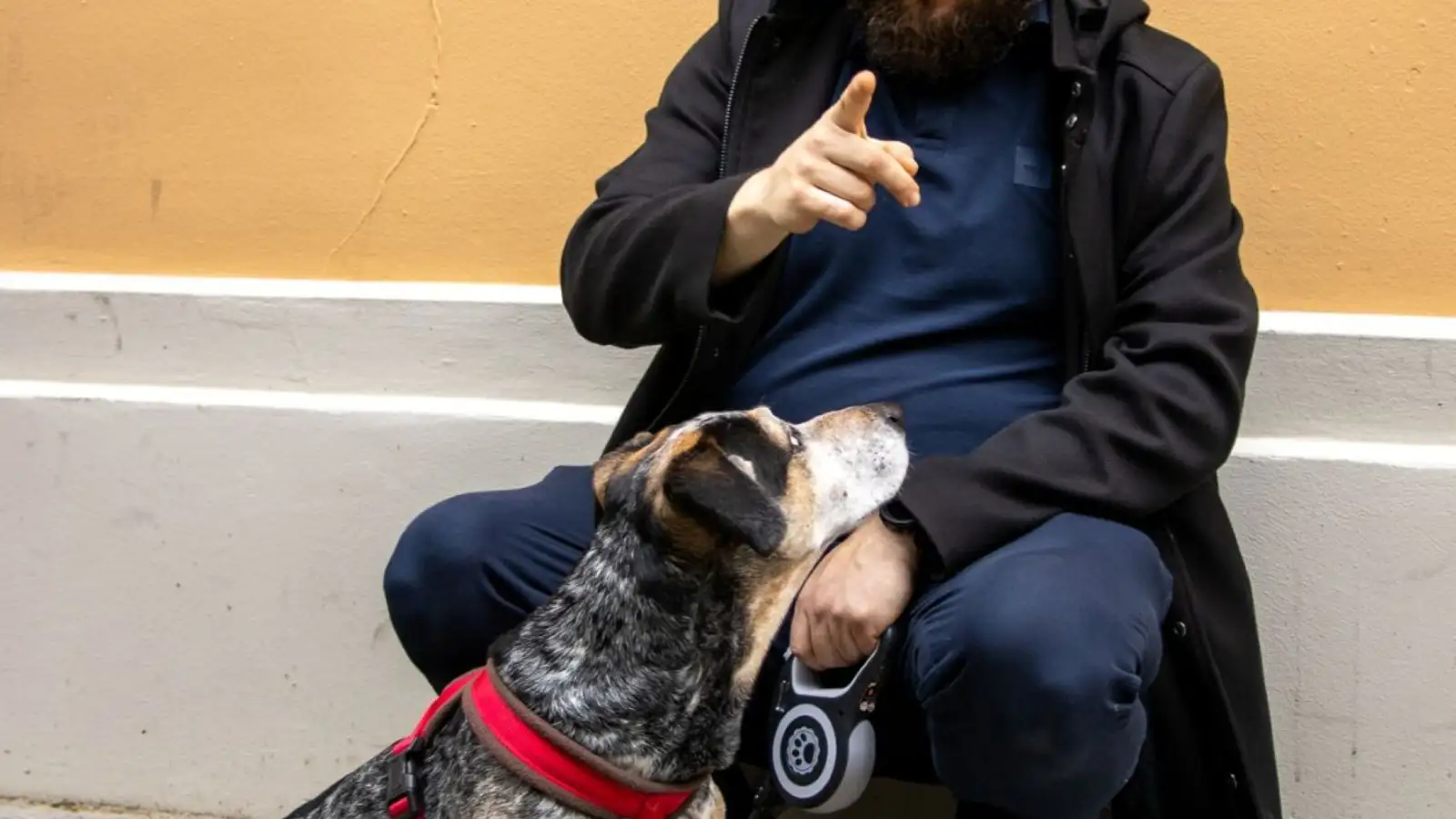 Como ensinar cachorro a vir: o chamado que funciona na rua