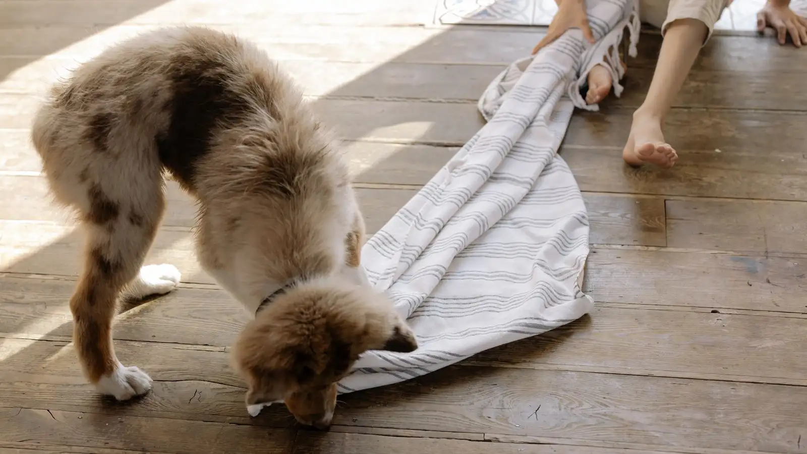 Três atividades de 10 minutos que cansam seu cão em casa