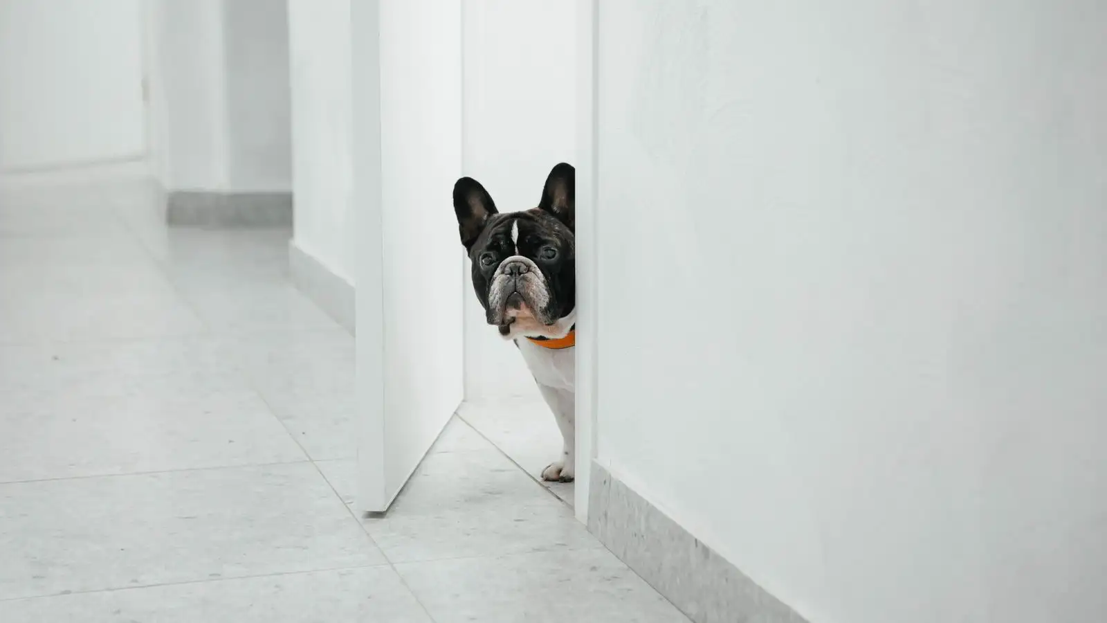 Quem treina cão com medo nunca usa o cantinho como castigo