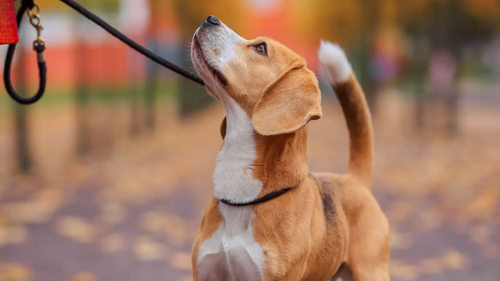 Cão farejador não volta no chamado? Dá para treinar sim