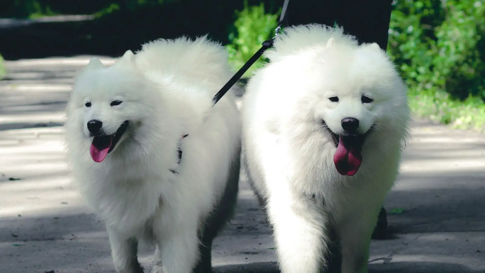 Como passear com cachorro no calor sem abrir mão do treino