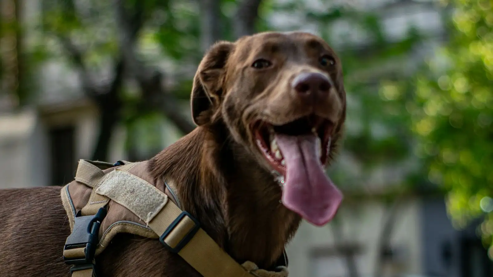 Por que seu cão resgatado trava e não quer andar na rua