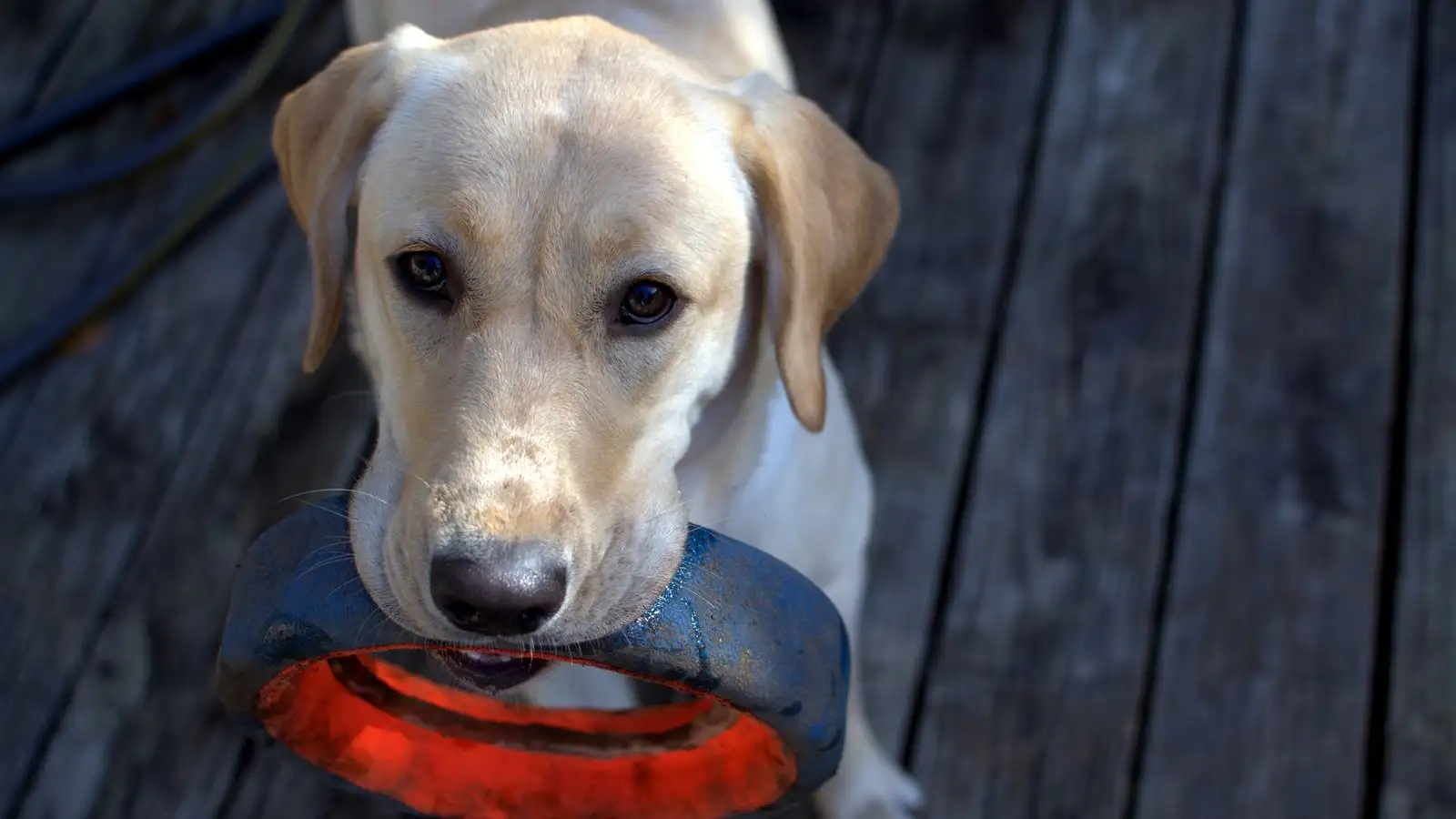 Por que farejar acalma seu cão mais do que brincar de bola